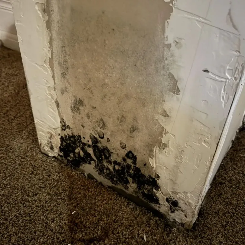 Professional Mold Removal in Cana, VA